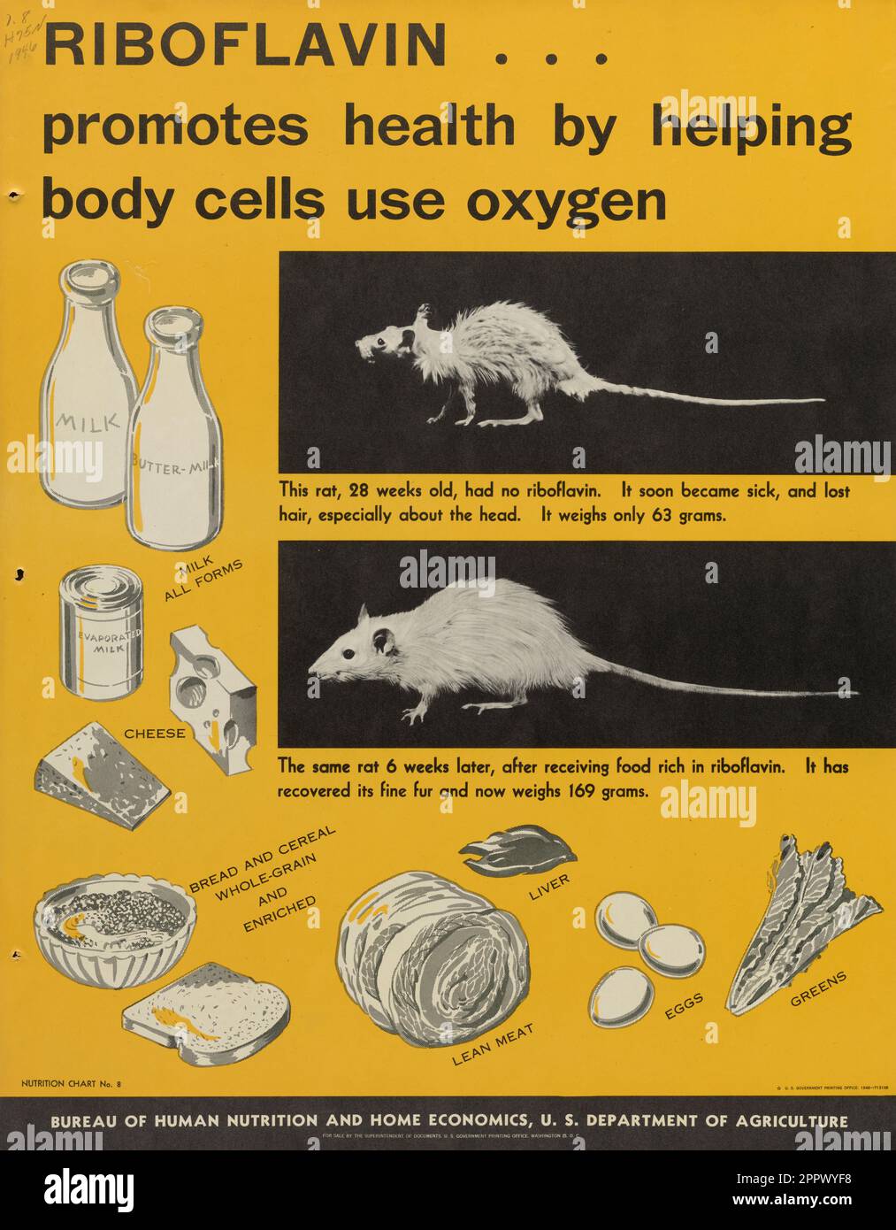 RIBOFLAVIN ... promotes health by helping body cells use oxygen by United States. Bureau of Human Nutrition and Home Economics Publication date 1946 Stock Photo