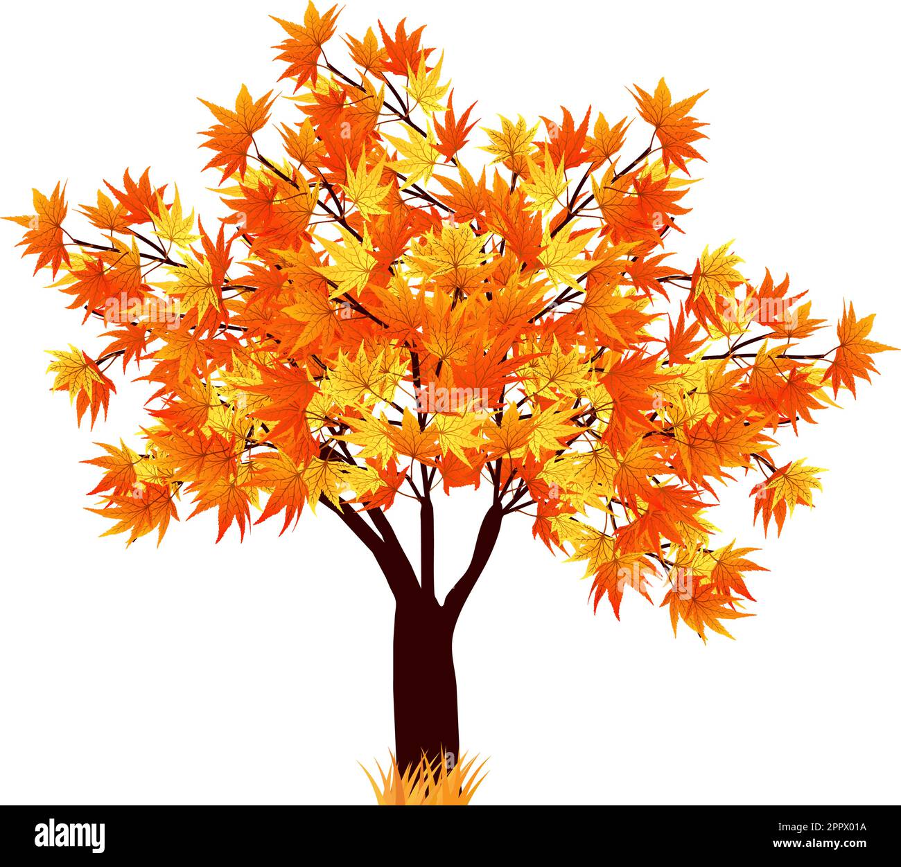 Fall Vector With Tree Light maple wood background Stock Vector Images - Alamy