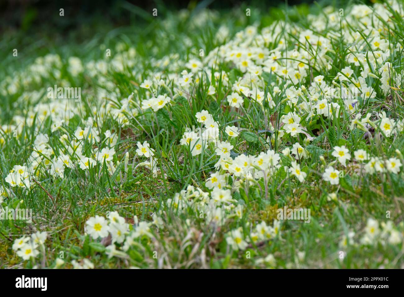 Wild primroses, Primula Vulgaris, naturalised in grass UK April Stock Photo