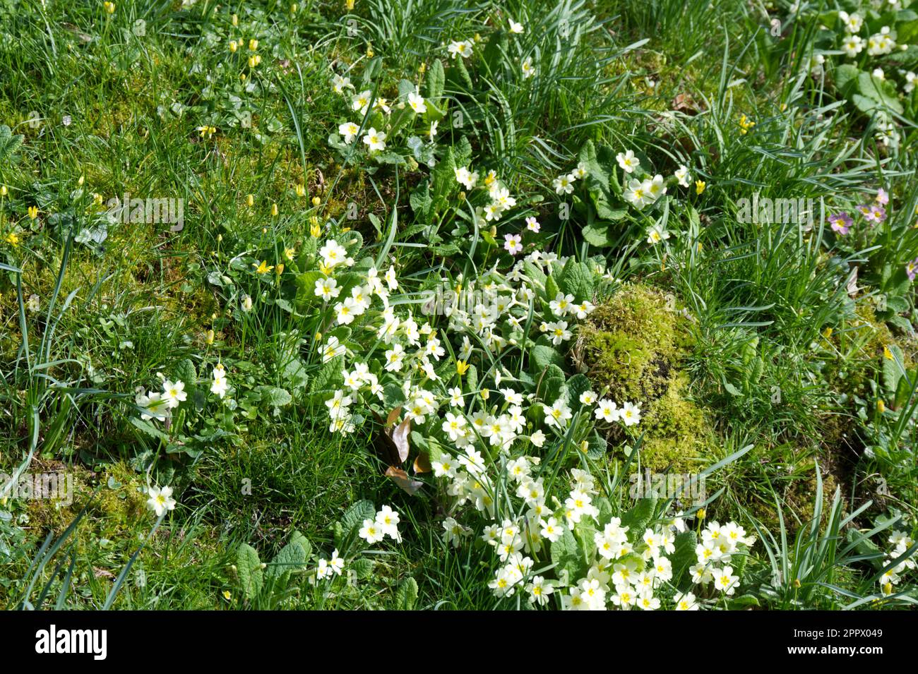 Pale yellow spring flowers of wild primrose, Primula vulgaris, on a mossy bank with celandines, Ficaria verna, and snowdrop foliage UK April Stock Photo
