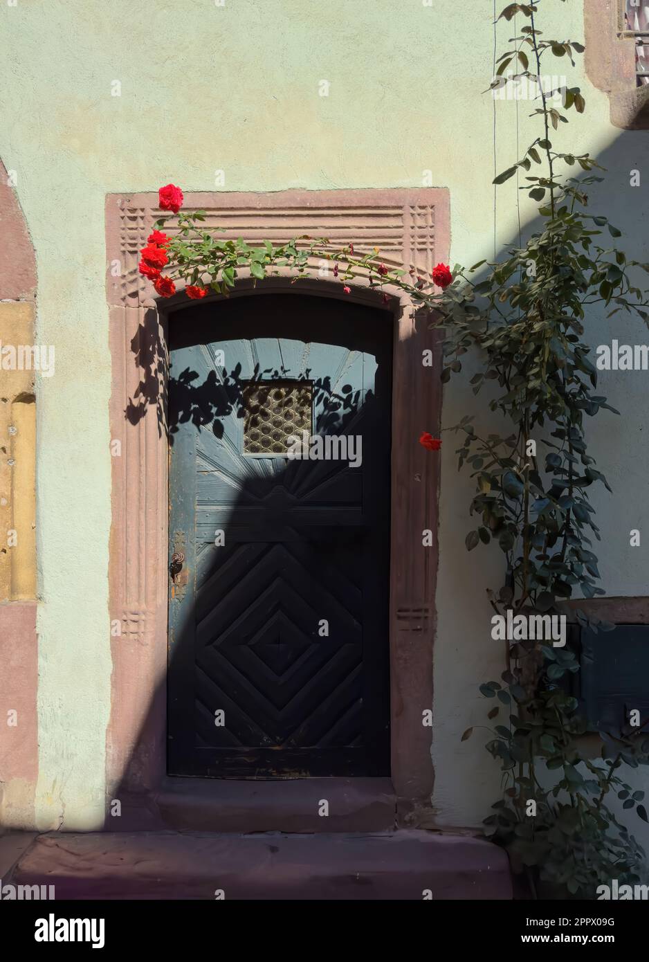 A vintage building in Alsace, France with a bright rose flower and