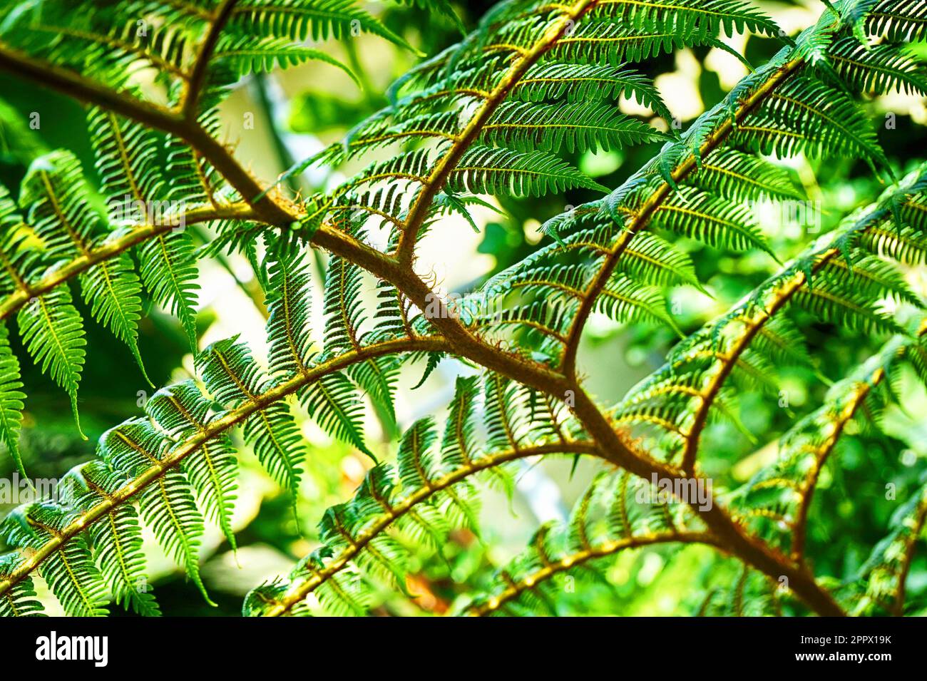 Fern leaves texture hi-res stock photography and images - Alamy