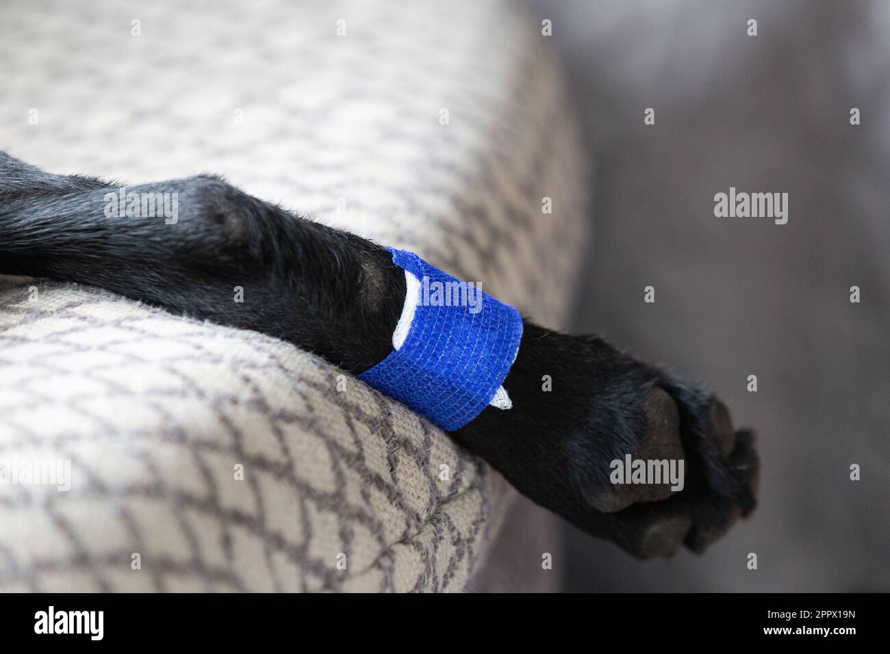A dog's leg wound covered in a blue adhesive bandage and dressing Stock