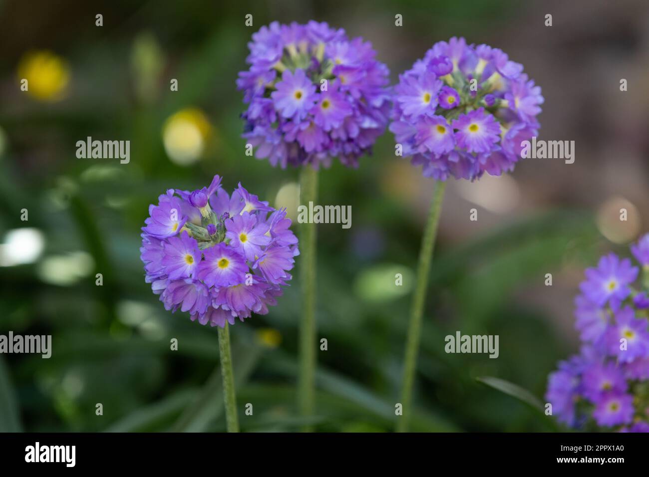 Purple Primula Denticulata (Drumstick Primula) flowers. Stock Photo
