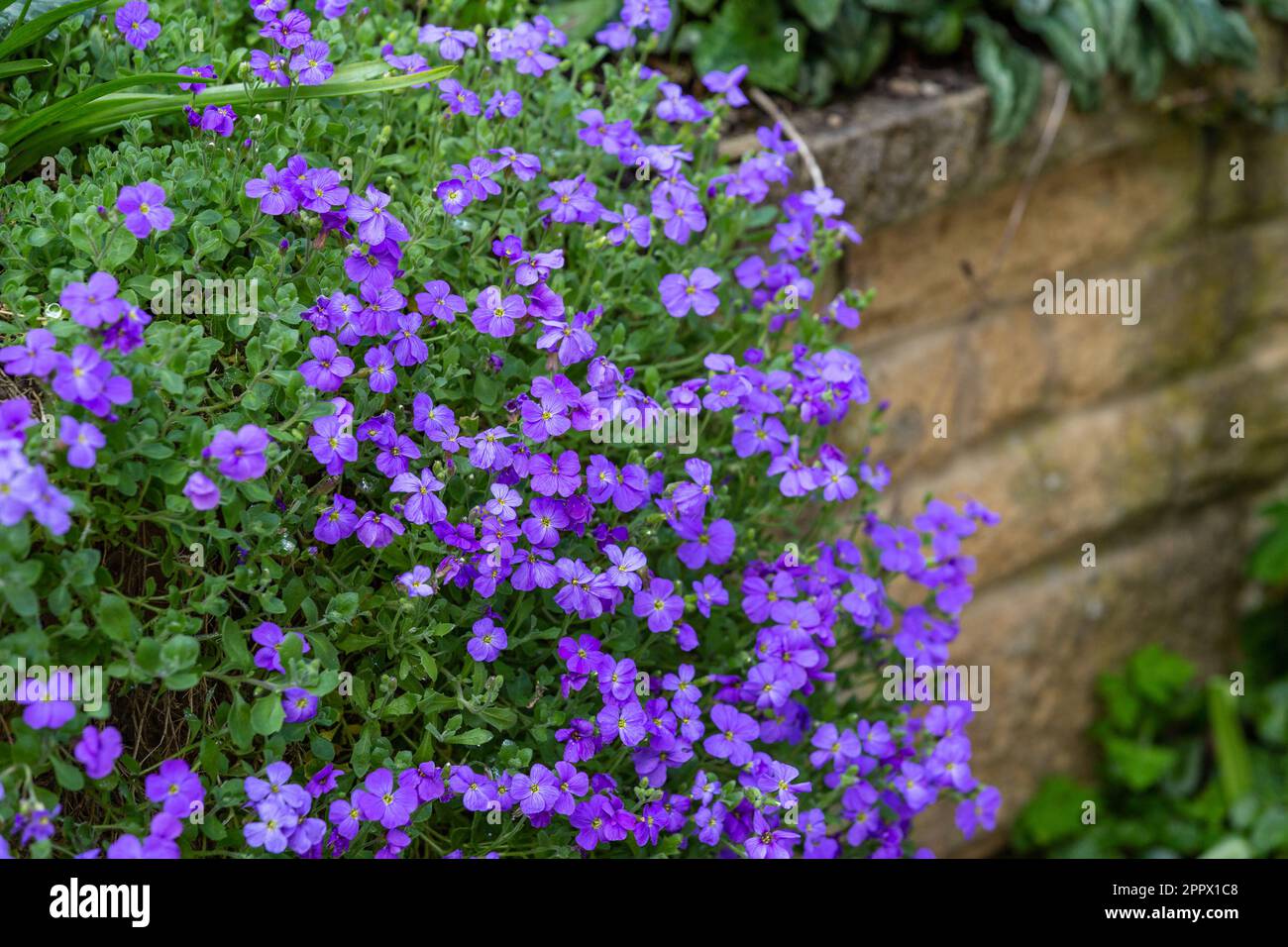 Aubrieta 'Purple Cascade' growing down a wall. Stock Photo