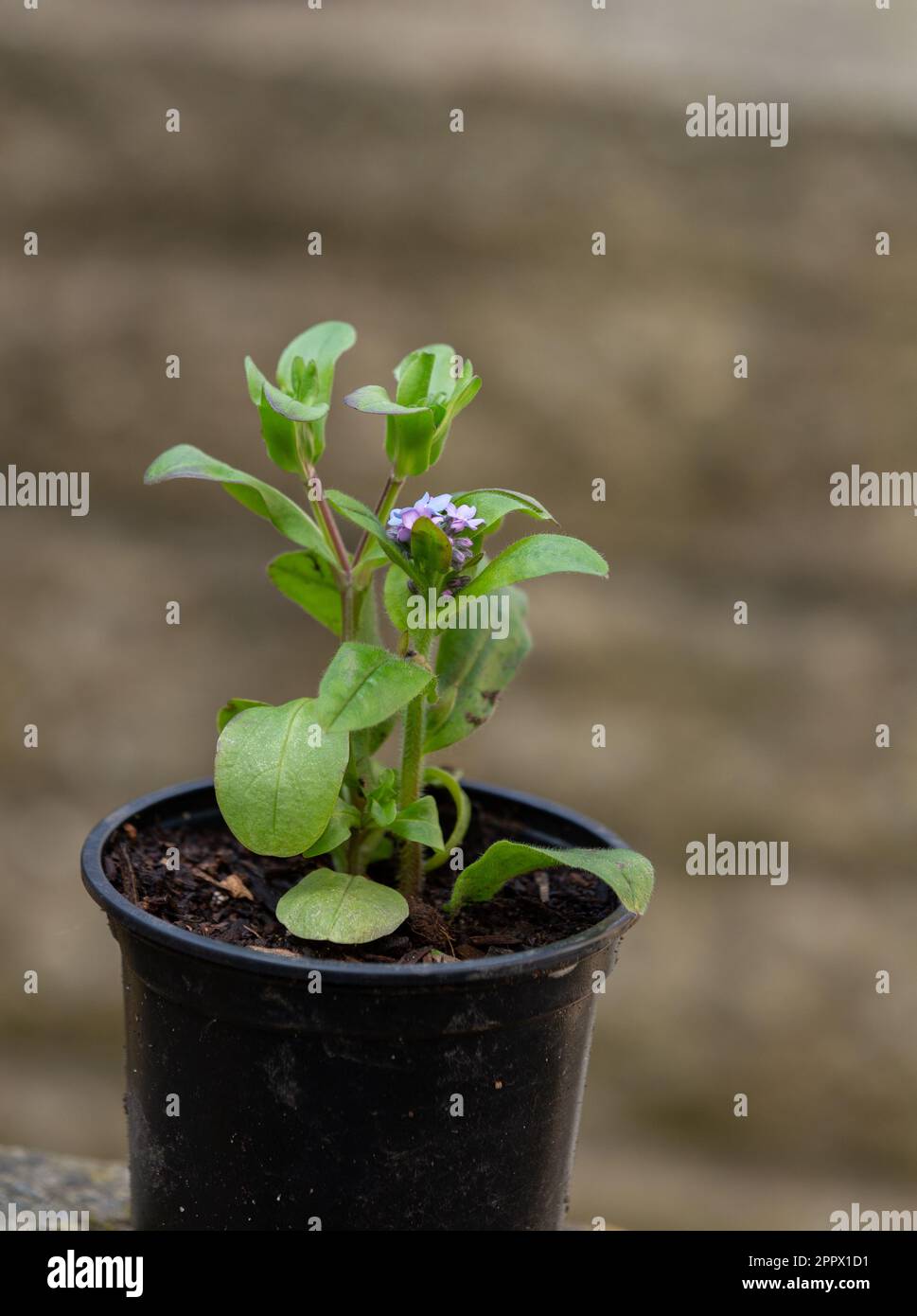 A small potted For-Get-Me-Not. The plant has been removed from the ground, divided, potted up and being grown on before re-planting. Stock Photo