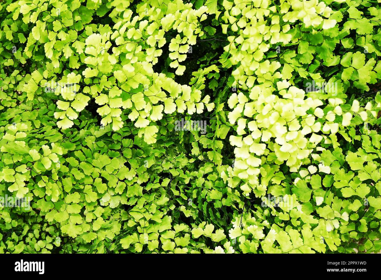 Fern leaves texture hi-res stock photography and images - Alamy