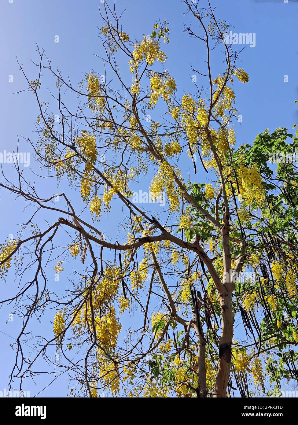 Cassia fistula, golden shower, purging cassia, Indian laburnum, Kani Konna, or pudding-pipe tree in full bloom/Summer/Vishu Stock Photo