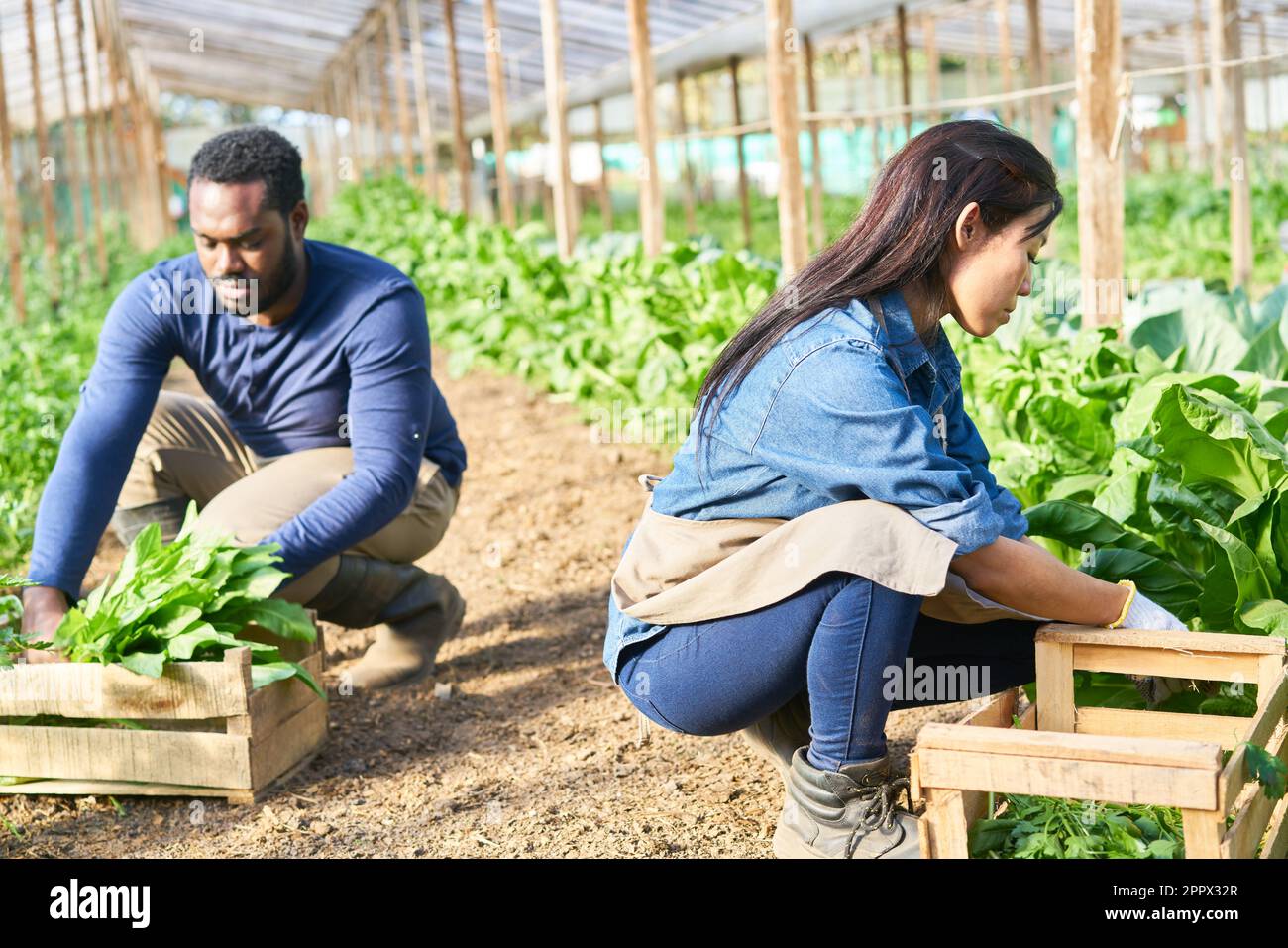 Male and female farmers harvesting spinach while crouching in organic farm Stock Photo