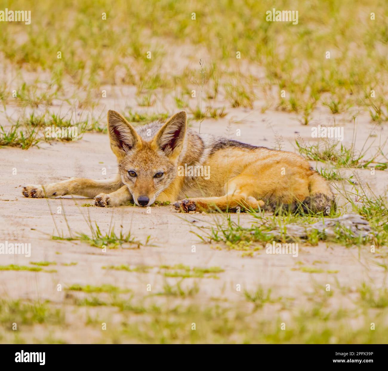 Black-backed Jackal Stock Photo