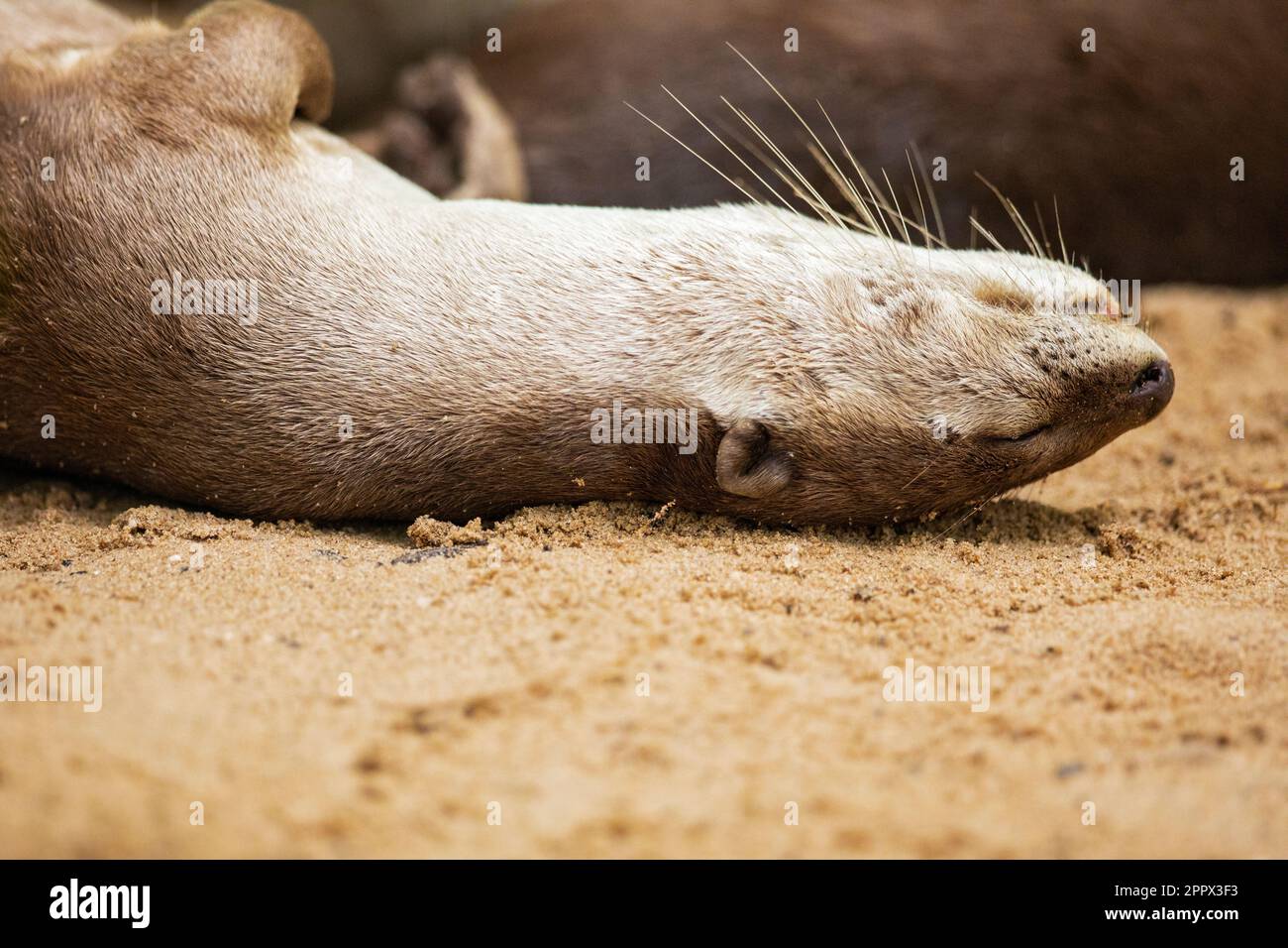Smooth coated otter family sleeping together on a mangrove beach, Singapore Stock Photo