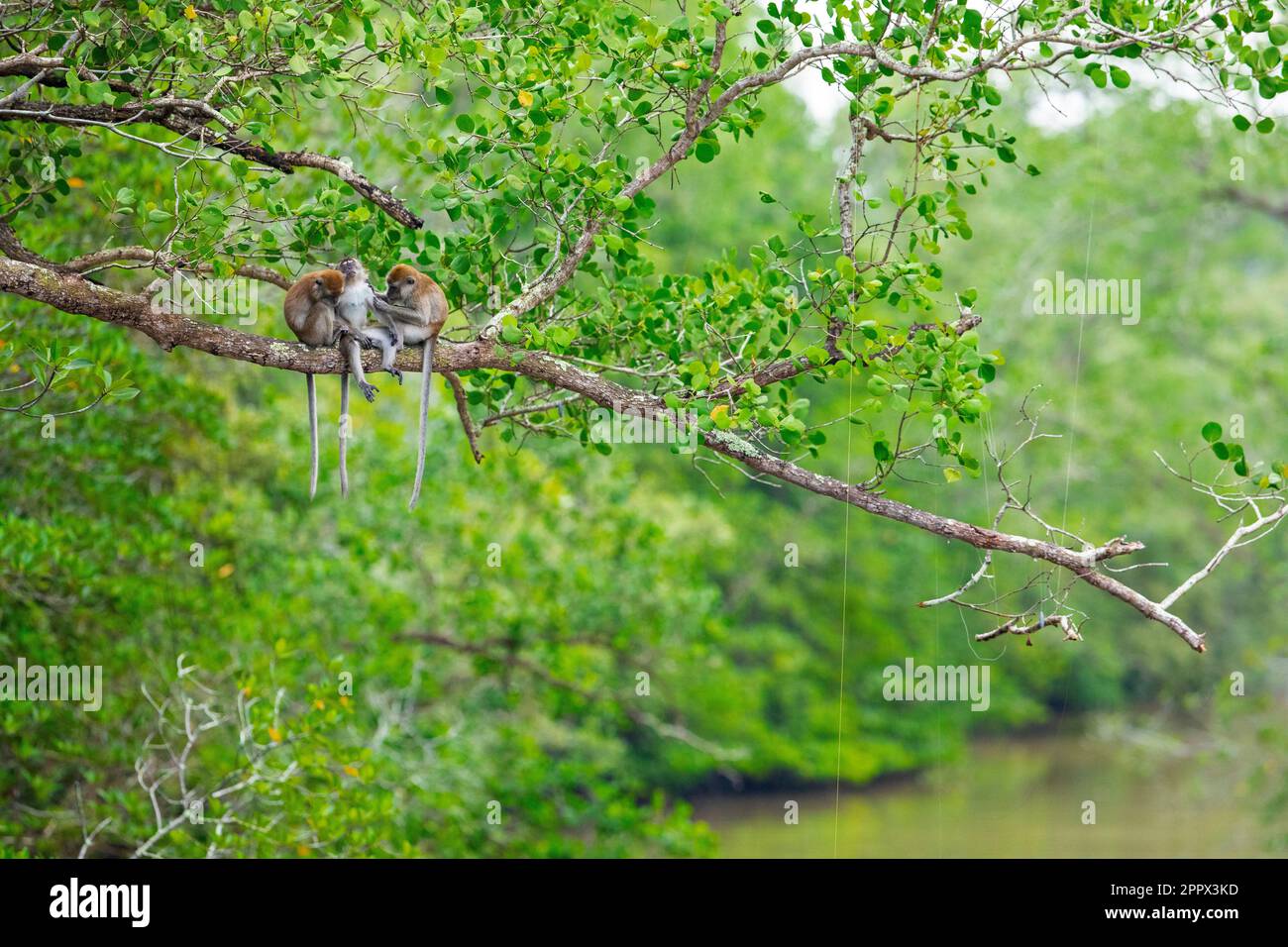 Long tailed macaque sitting on a tree above a mangrove river allogrooming, Singapore Stock Photo