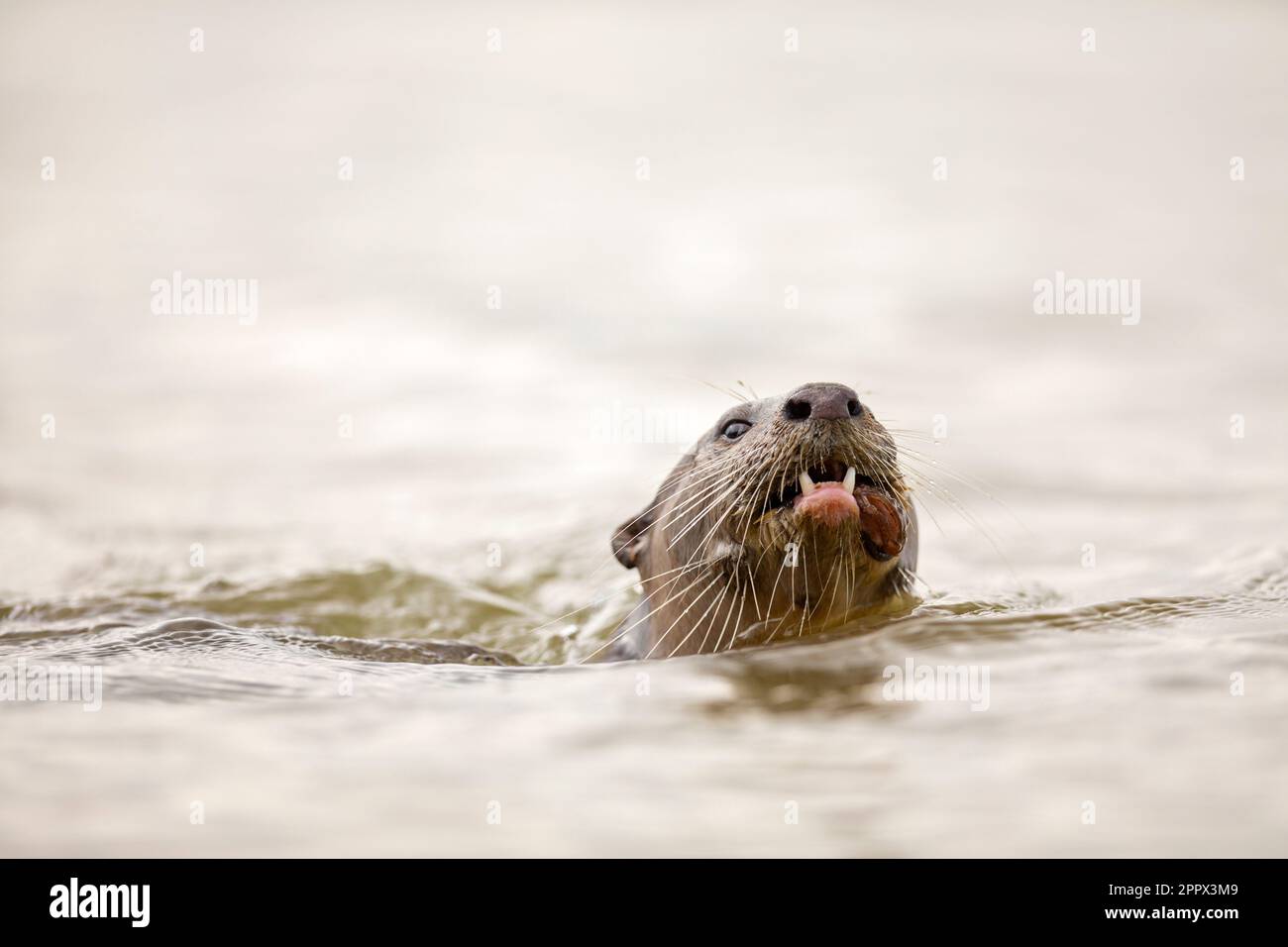 Smooth coated otter eating a fish in the sea, Singapore Stock Photo
