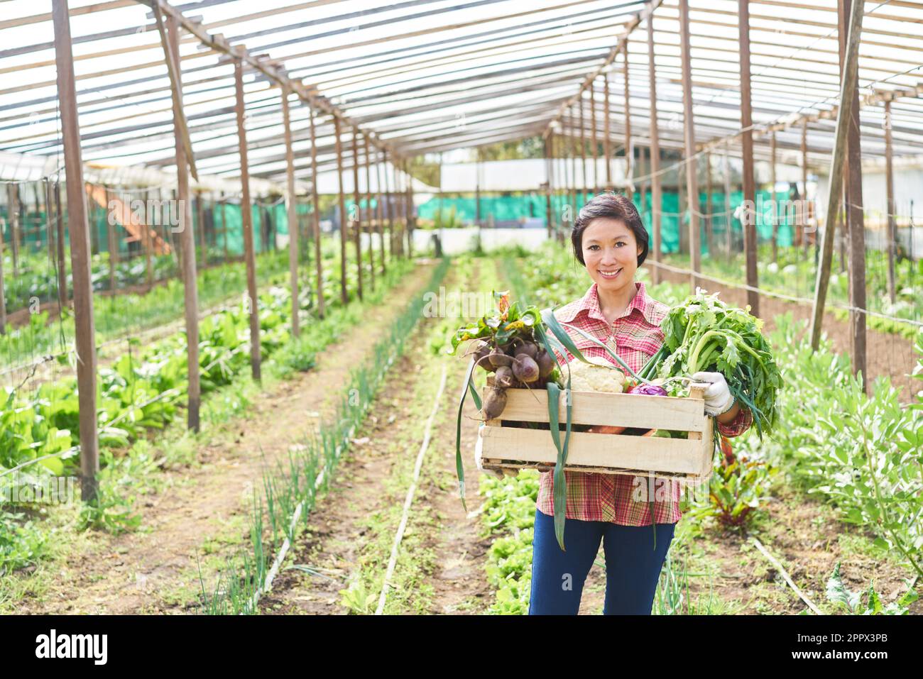 Portrait of smiling mature farmer holding organic vegetables in crate ...