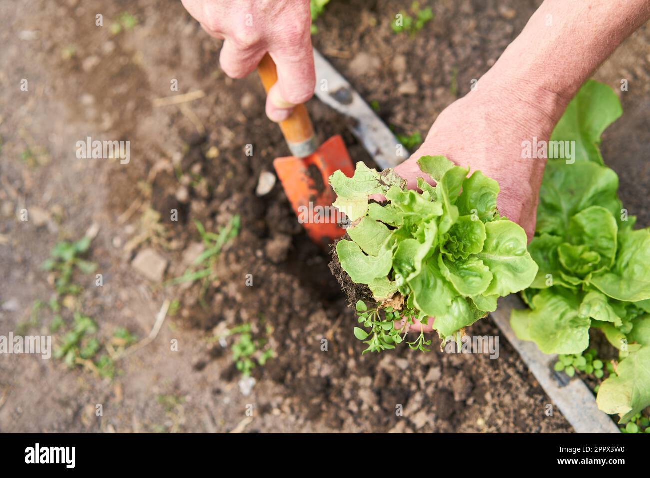 Hands of farmer planting sapling while digging soil in organic farm Stock Photo