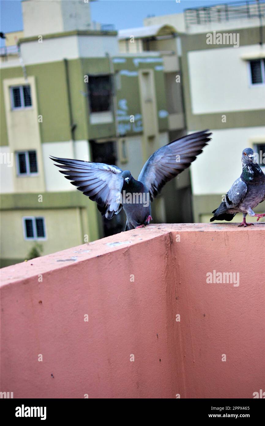 Two white pigeons with wings spread standing atop a brick wall, looking