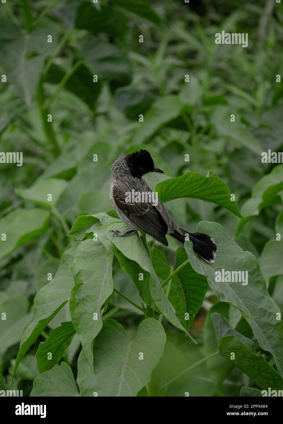 Red vented bulbul common bird of india Stock Photo