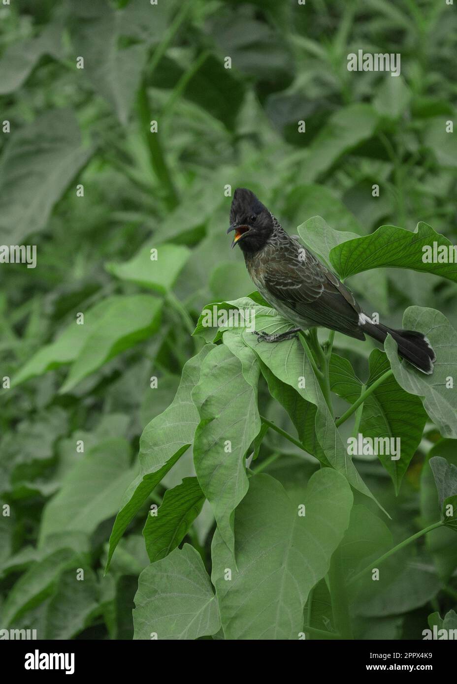 Red vented bulbul common bird of india Stock Photo