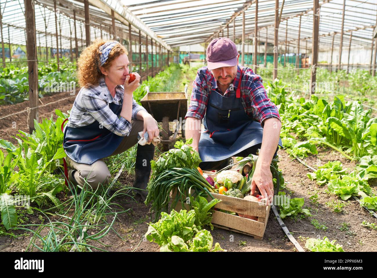 Female farmer smelling fresh vegetable while harvesting with colleague in organic farm Stock Photo