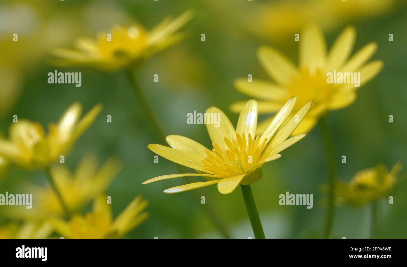 Early Spring Ranunculus Ranunculus flower garden shrub hi-res stock photography and images - Alamy
