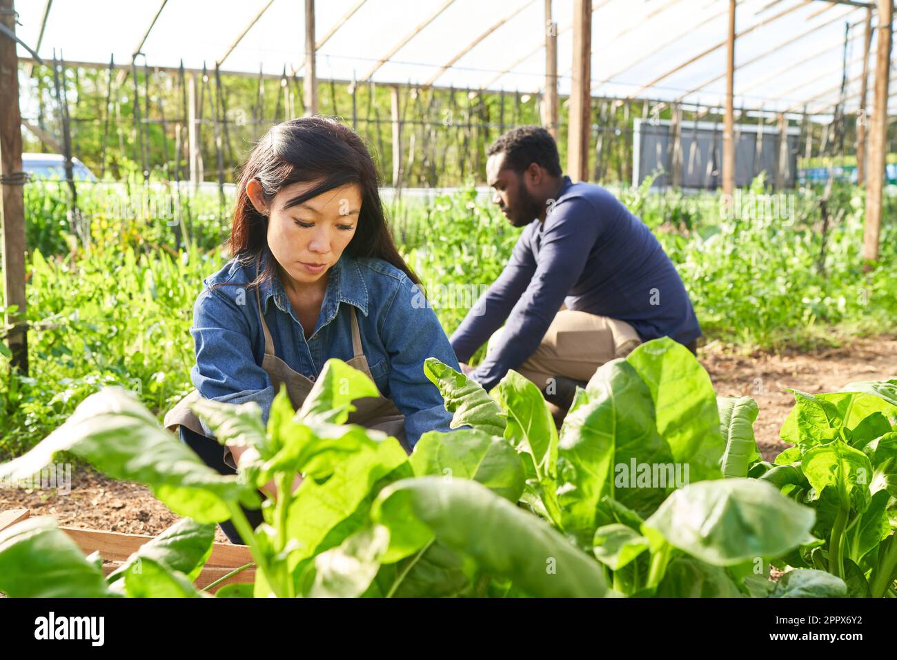 Female farmer harvesting fresh spinach with male coworker in background at greenhouse on sunny day Stock Photo