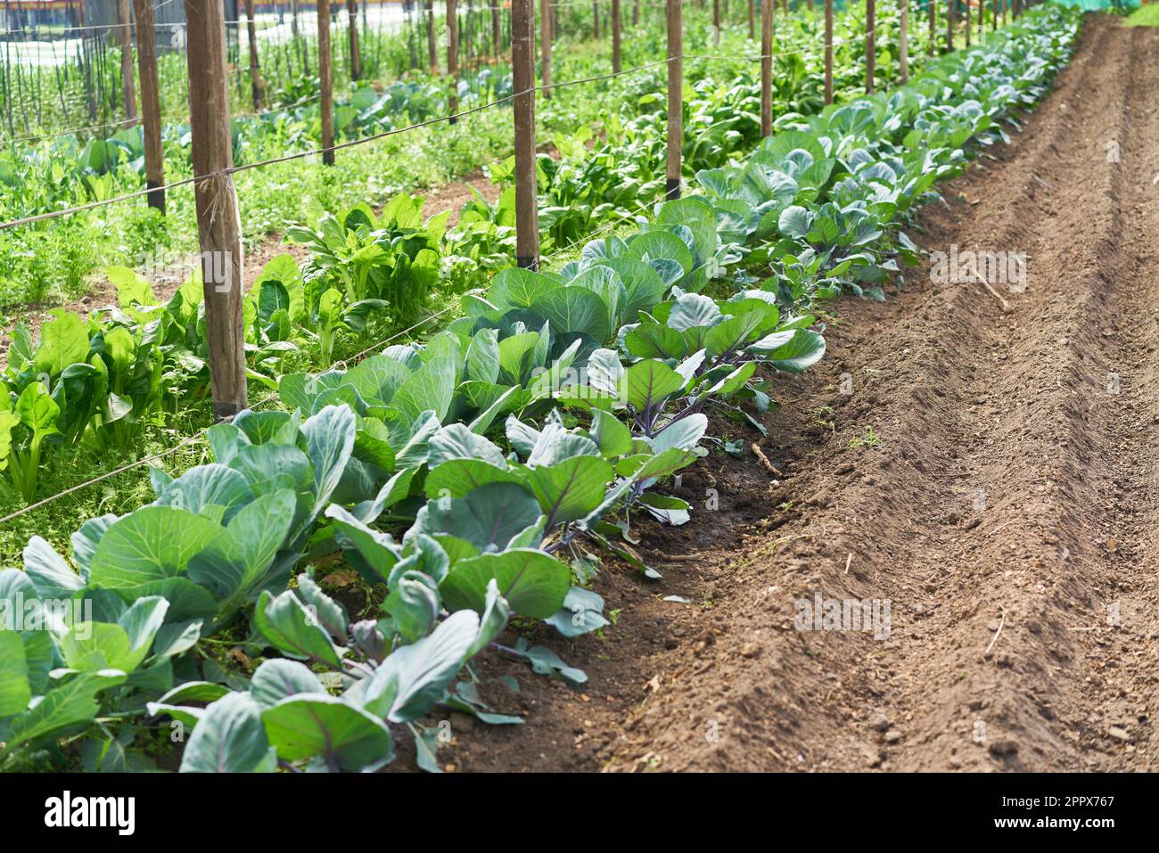 Organic cauliflower plantations in greenhouse farm Stock Photo Alamy