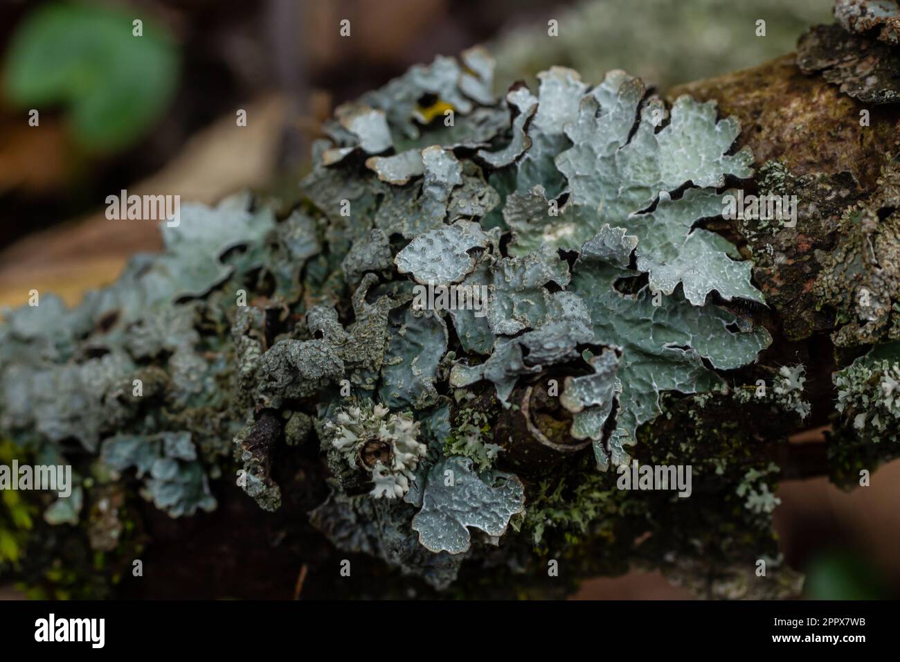 Detailed photo of lichen Lobaria Scrobiculata. Dry tree branch with green lichen in the forest close-up. Stock Photo