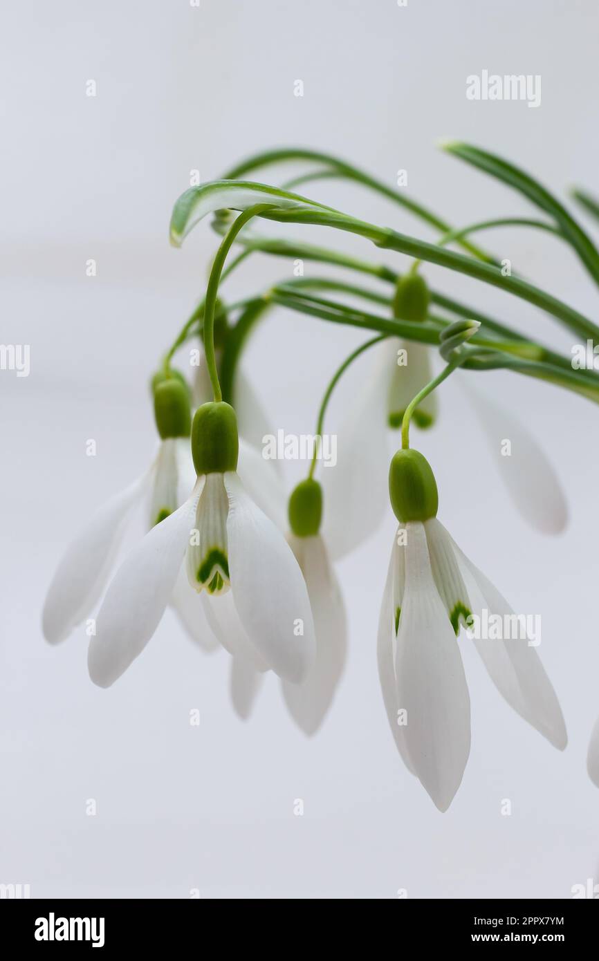 Beautiful snowdrops against light gray background, closeup. Floral background with spring flowers. Stock Photo