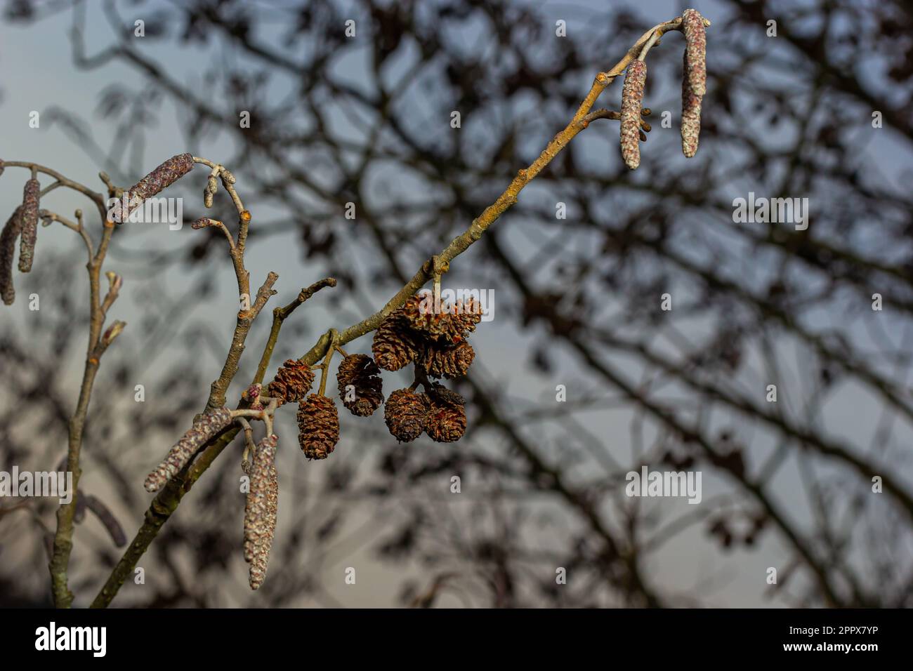 Small branch of black alder Alnus glutinosa with male catkins and female red flowers. Blooming alder in spring beautiful natural background with clear Stock Photo