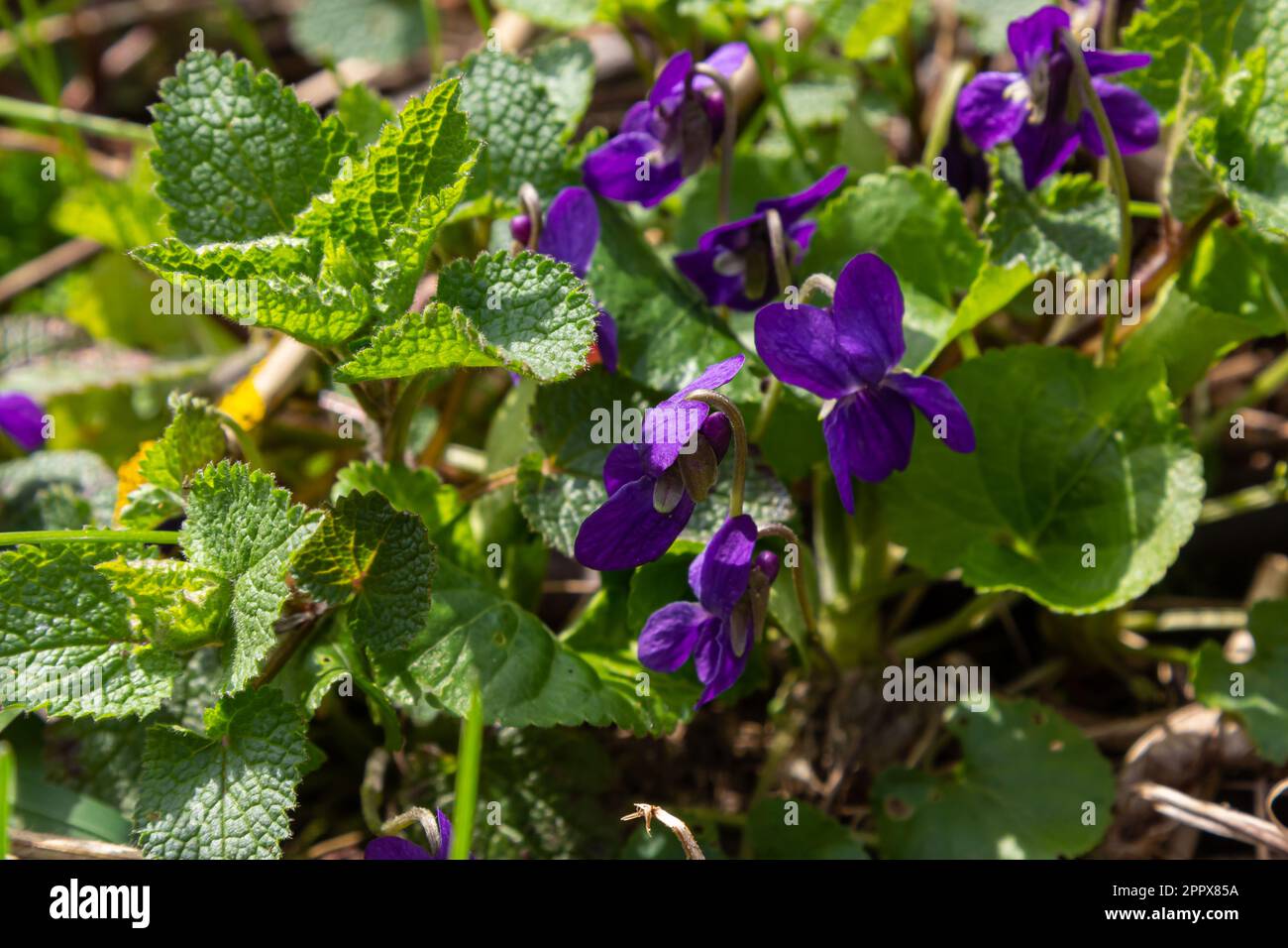 Wild violets Viola odorata have heart-shaped leaves with purple-blue flowers. Some varieties also have white or yellow blooms. Stock Photo