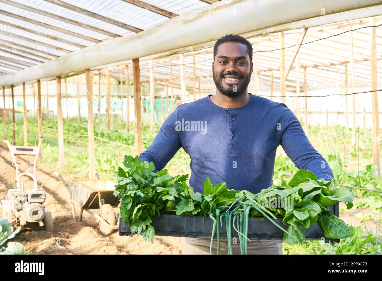 Portrait of smiling young male farmer holding crate of leafy vegetables in greenhouse Stock Photo