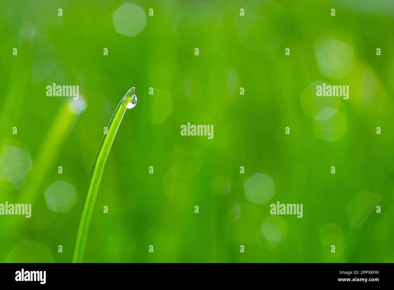 Water drops on the green grass. Morning dew, watering plants. Drops of