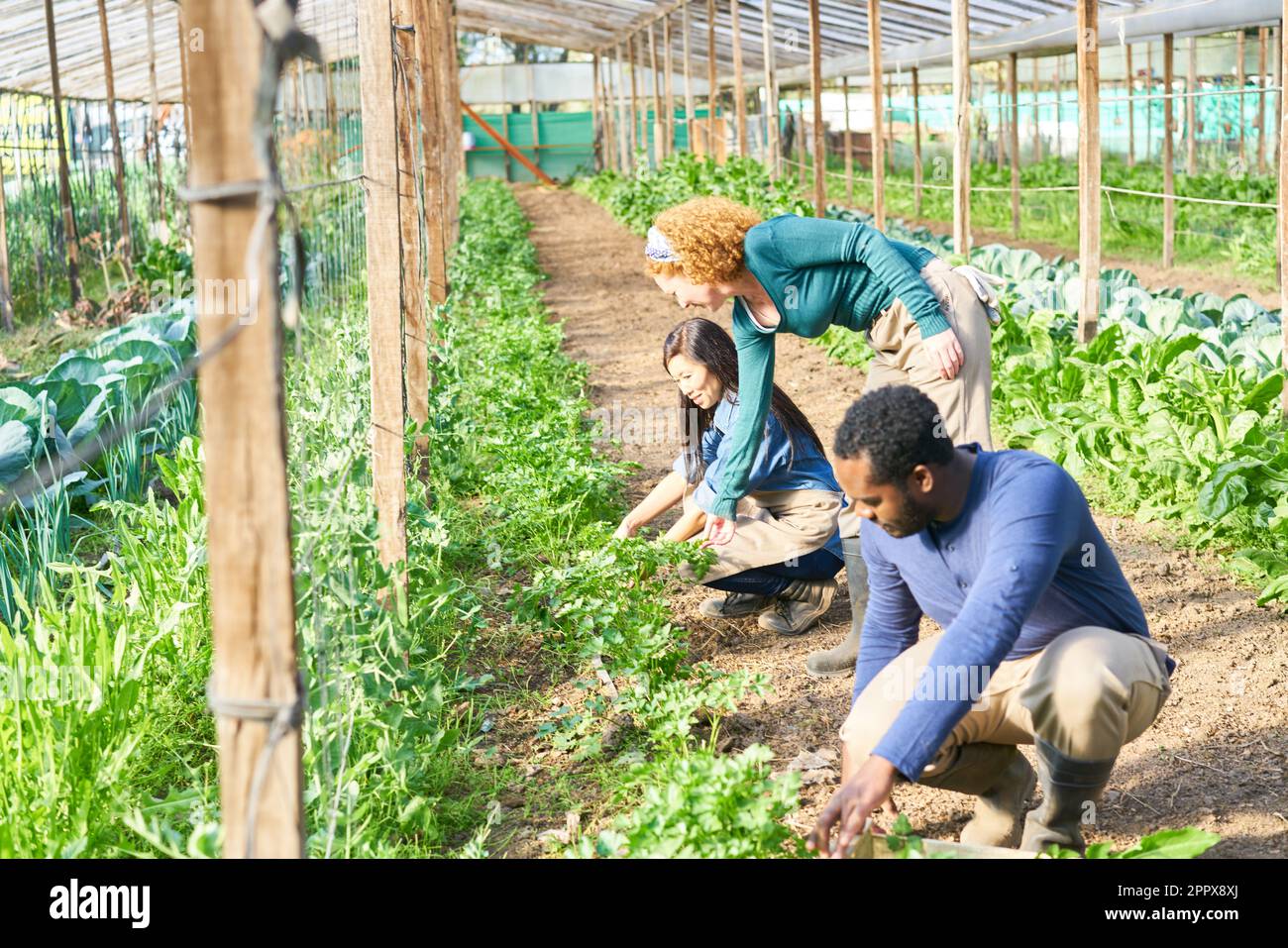 Farmer assisting coworkers harvesting vegetables while crouching in greenhouse Stock Photo