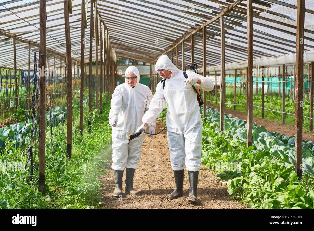 Male farmer assisting coworker spraying pesticide through sprayer while standing in greenhouse Stock Photo