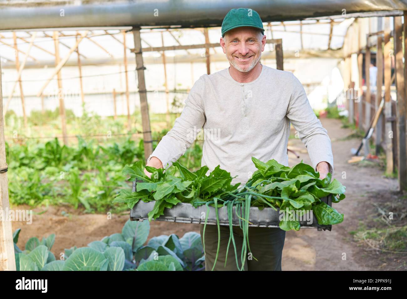 Portrait of smiling male farmer holding crate of leafy vegetables while standing in greenhouse Stock Photo