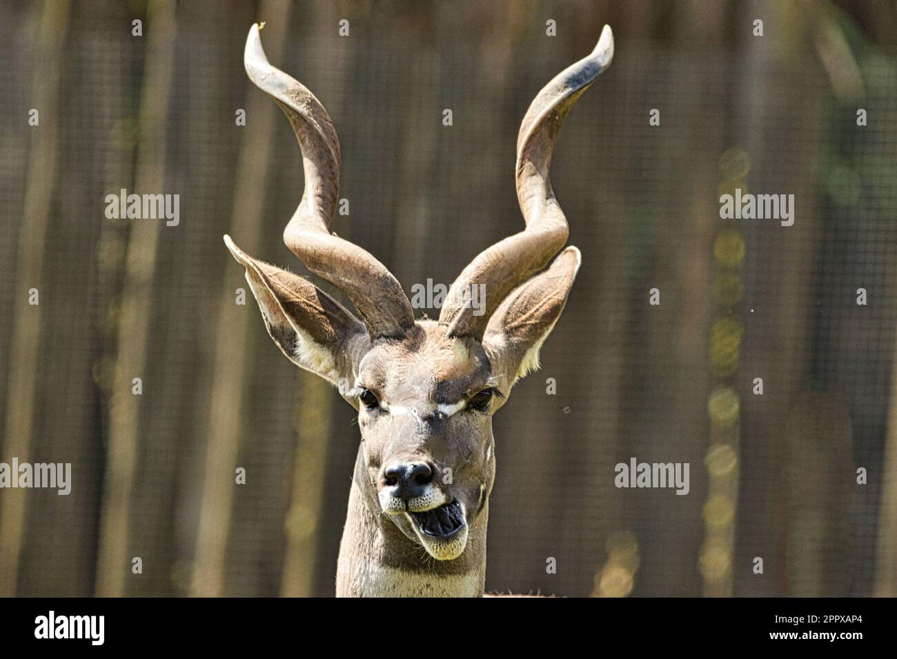 Portrait einer Impala Antilope Stock Photo