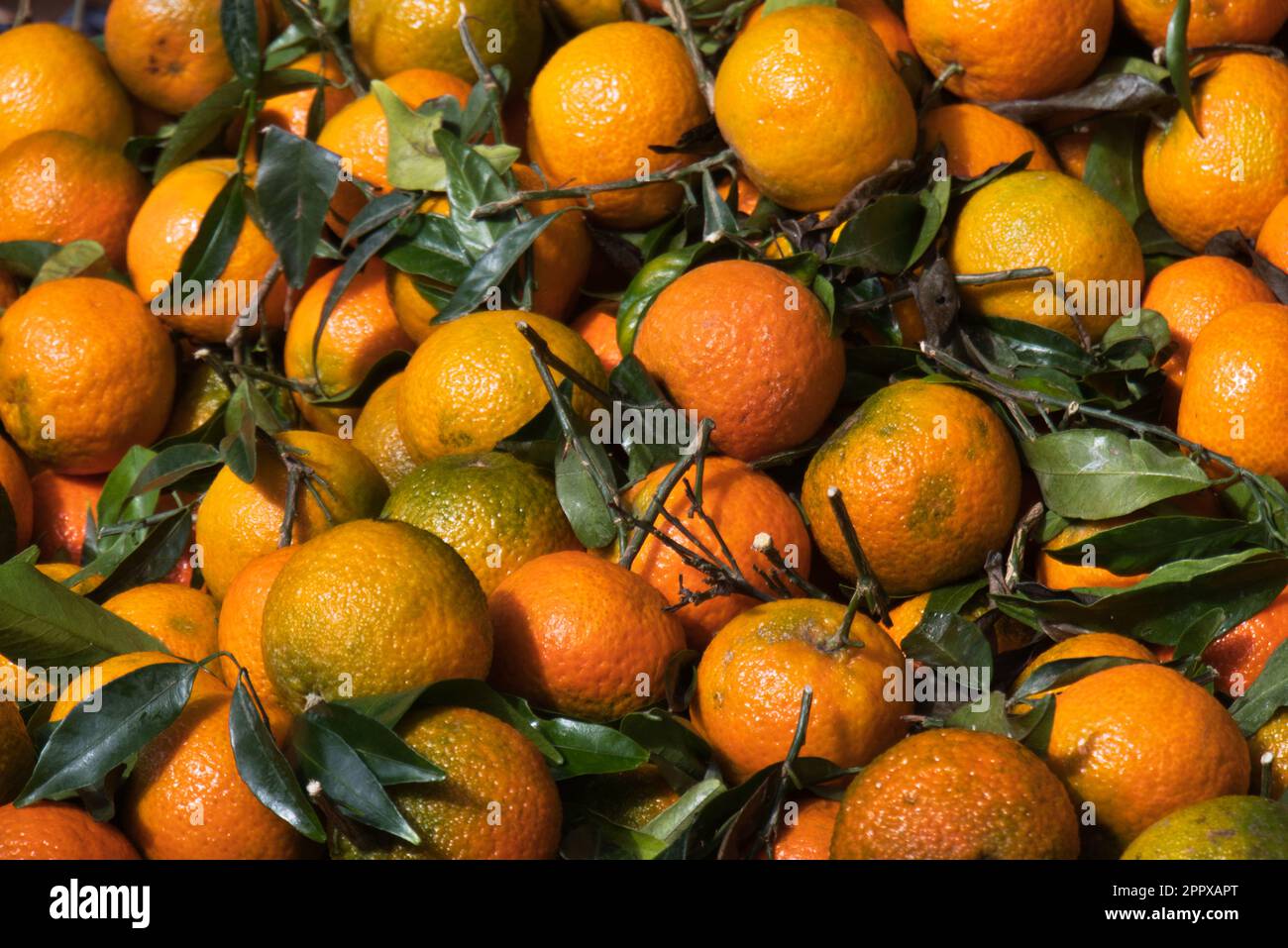 frische Mandarinen auf dem Markt in der Sonne Stock Photo