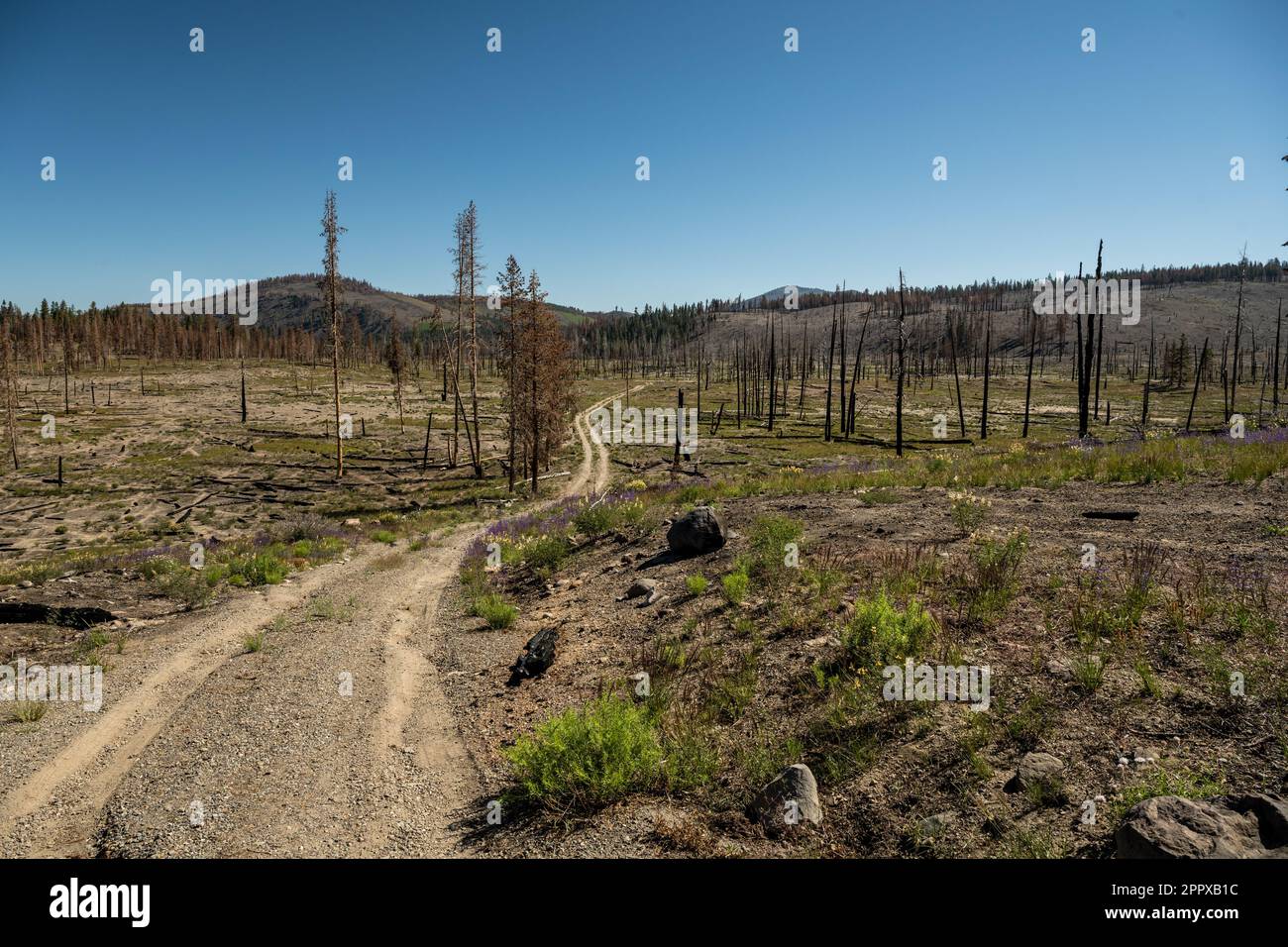 Two Track Trail of Nobels Emigrant Passes Through Area Wiped Out By Two Track Trail of Nobels Emigrant Passes Through Area Wiped Out By