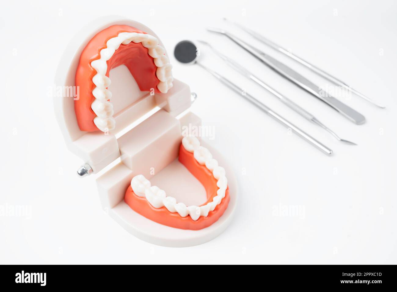 Anatomical teeth model and dental tools on white background Stock Photo