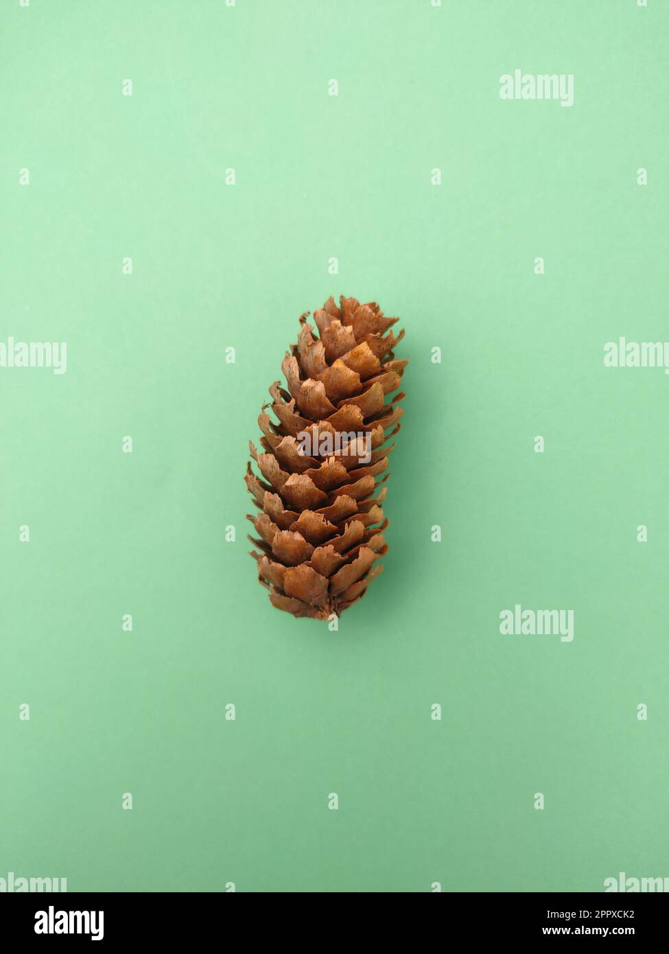 A conifer cone is a seed-bearing organ on gymnosperm plants. It is a type of fruit, usually woody, ovoid to globular, including scales and bracts arra Stock Photo