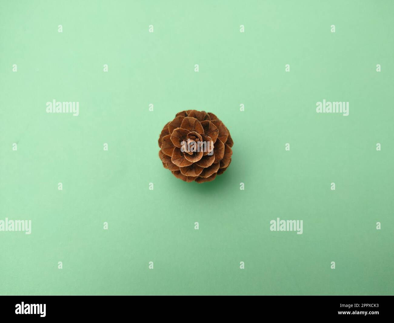 Conifer cone on a green background.A conifer cone is a seed-bearing organ on gymnosperm plants. Stock Photo