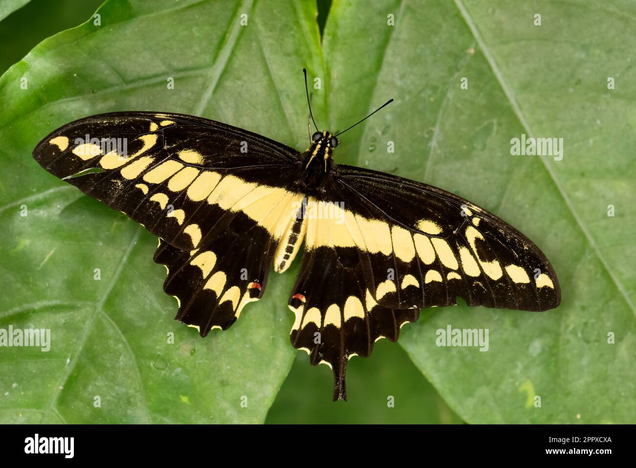 Thoas Swallowtail - Papilio thoas, large beautiful colored tropical butterfly from Central and Latin America woodlands, meadows and gardens, Panama. Stock Photo