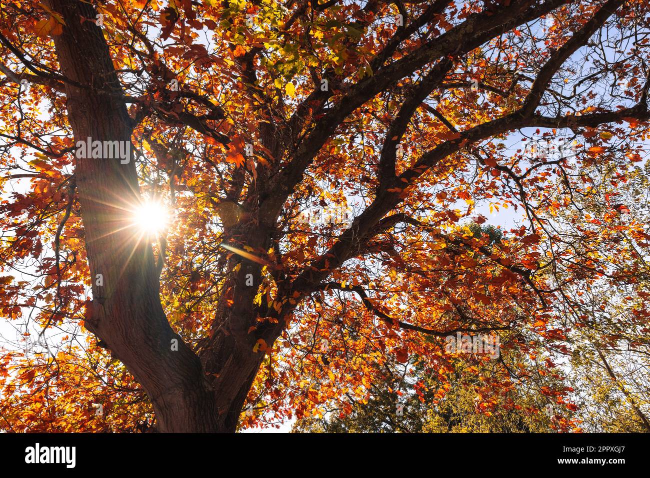 Autumn Colours In Melbourne Australia Stock Photo Alamy autumn-colours-in-melbourne-australia-stock-photo-alamy