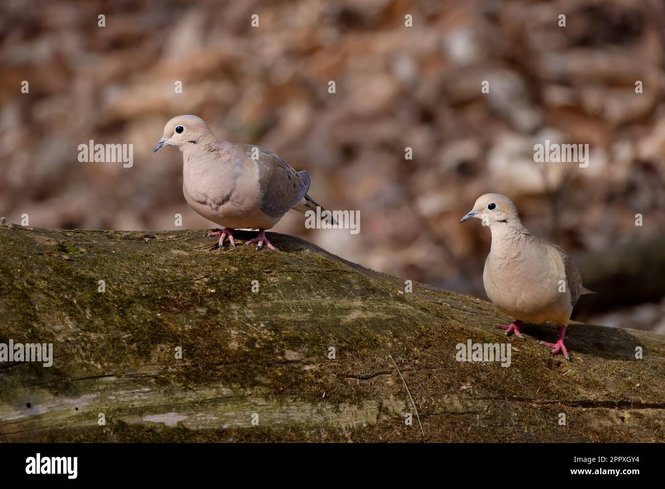The mourning dove (Zenaida macroura) also known as the American