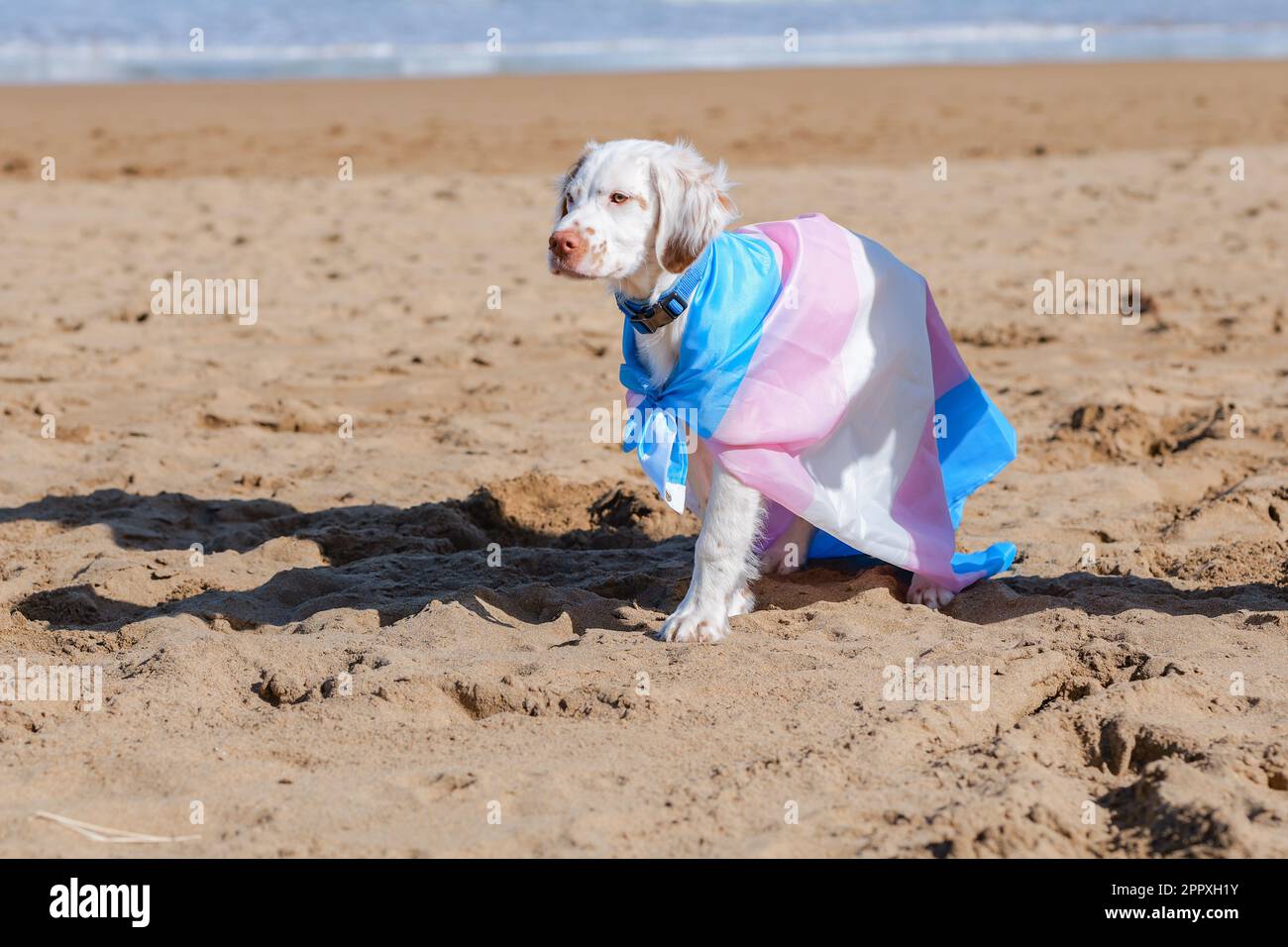 Adorable white Clumber Spaniel puppy wrapped in colorful transgender pride flag standing on sandy beach near waving ocean and looking away Stock Photo