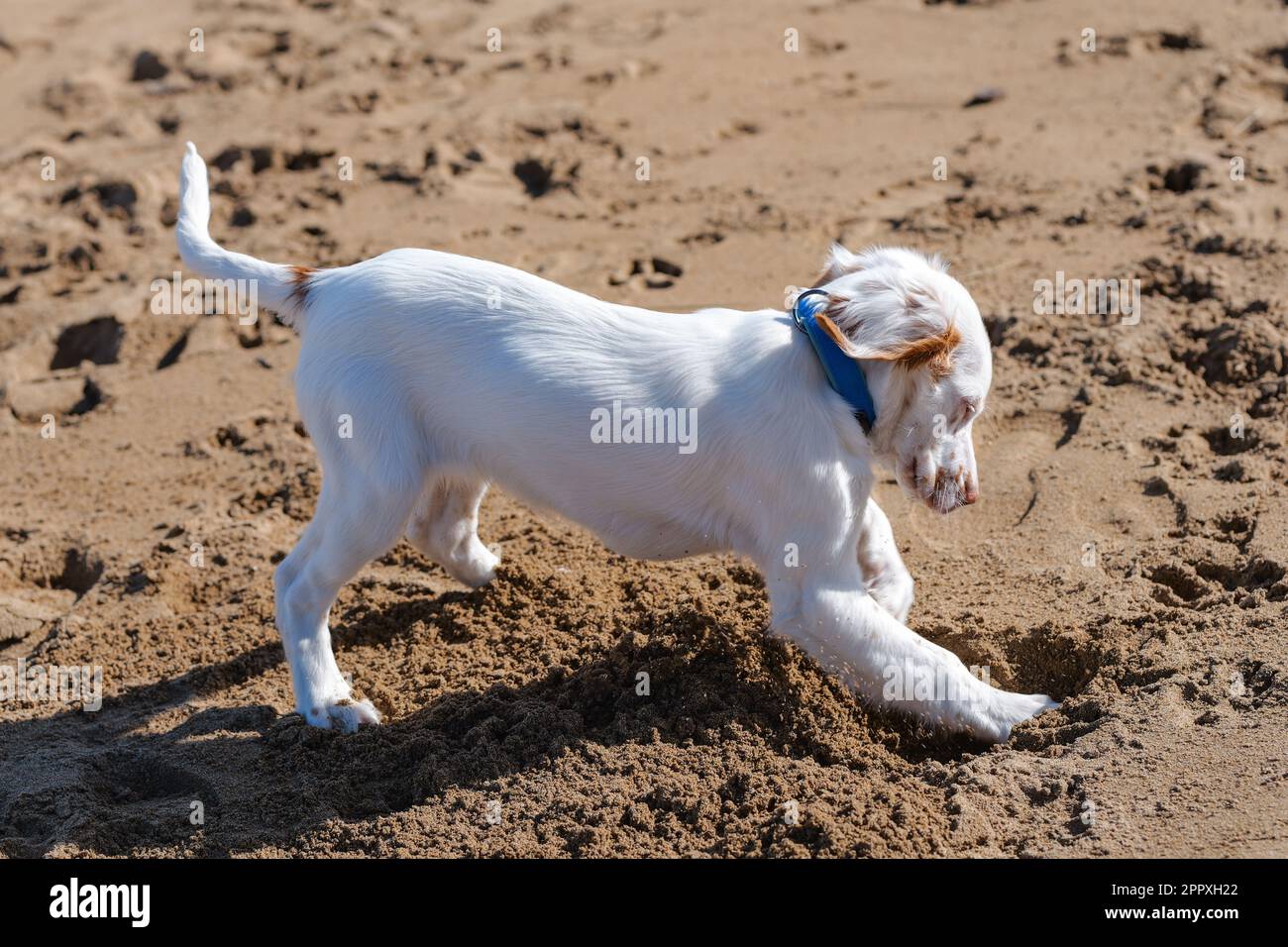 Playful adorable white and brown Clumber Spaniel puppy with blue collar digging hole with paws on sandy beach on summer weekend Stock Photo