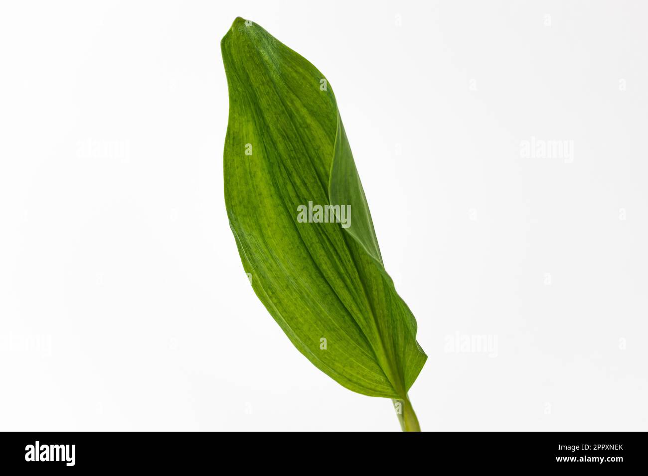 East Asian food culture. Thin, elongated, edible leaves. Edible plants with good chewing texture Stock Photo