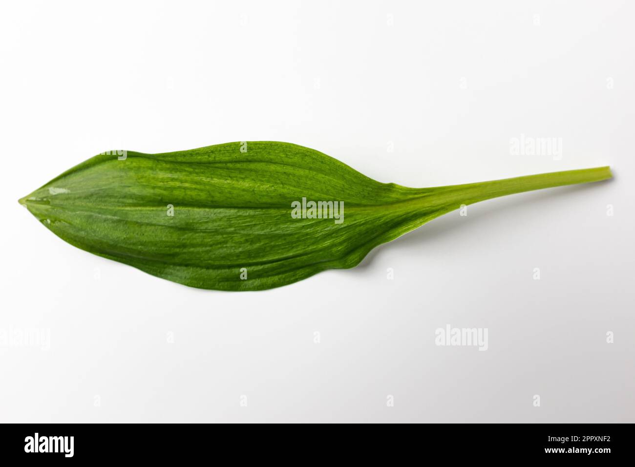 East Asian food culture. Thin, elongated, edible leaves. Edible plants