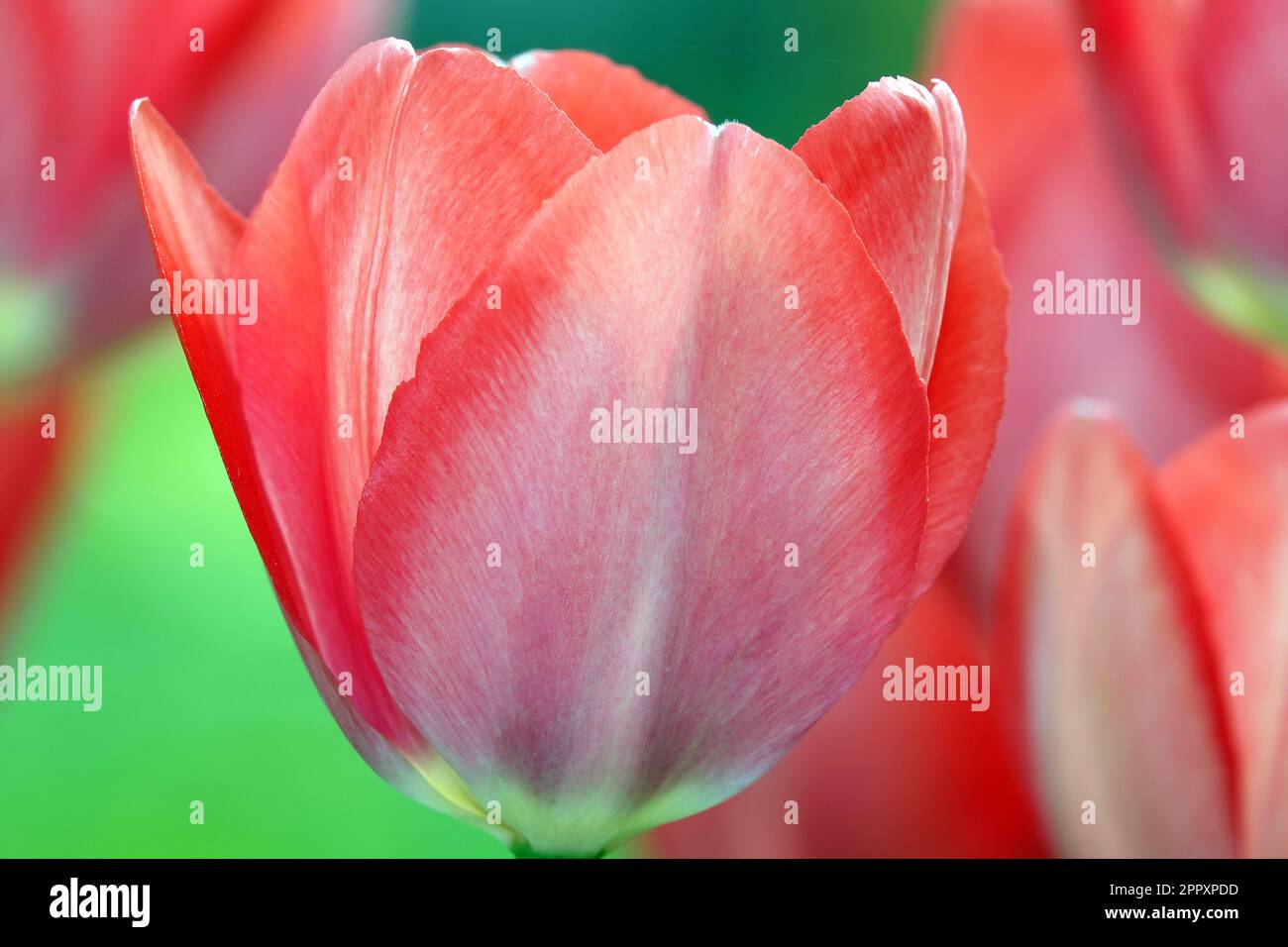 Tourists admire tulip flowers hi-res stock photography and images - Alamy