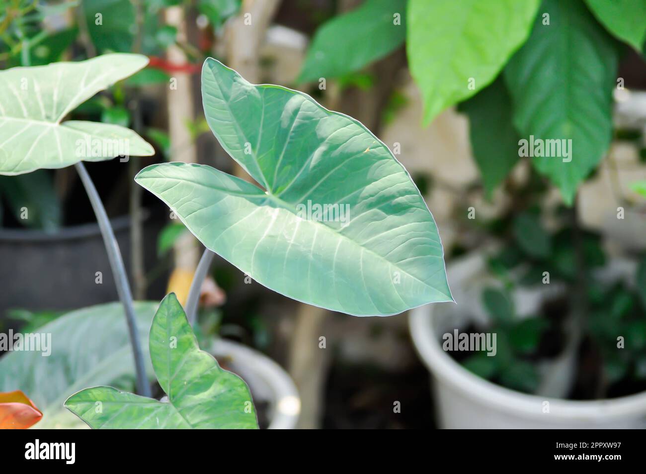 xanthosoma sagittifolium, malanga or xanthosoma or Colocasia plant Stock Photo